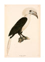 Buceros comatus, Indonesia, 1839-1844. unstretched canvas large none Art Print - Science Museum Shop