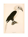 Buceros comatus, Indonesia, 1839-1844. art print extra large none Art Print - Science Museum Shop