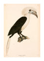 Buceros comatus, Indonesia, 1839-1844. unstretched canvas extra large none Art Print - Science Museum Shop