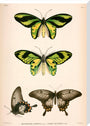 Butterflies, Indonesia, 1839-1844. stretched canvas extra large none Art Print - Science Museum Shop