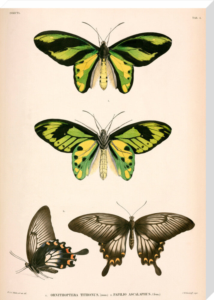 Butterflies, Indonesia, 1839-1844. stretched canvas extra large none Art Print - Science Museum Shop