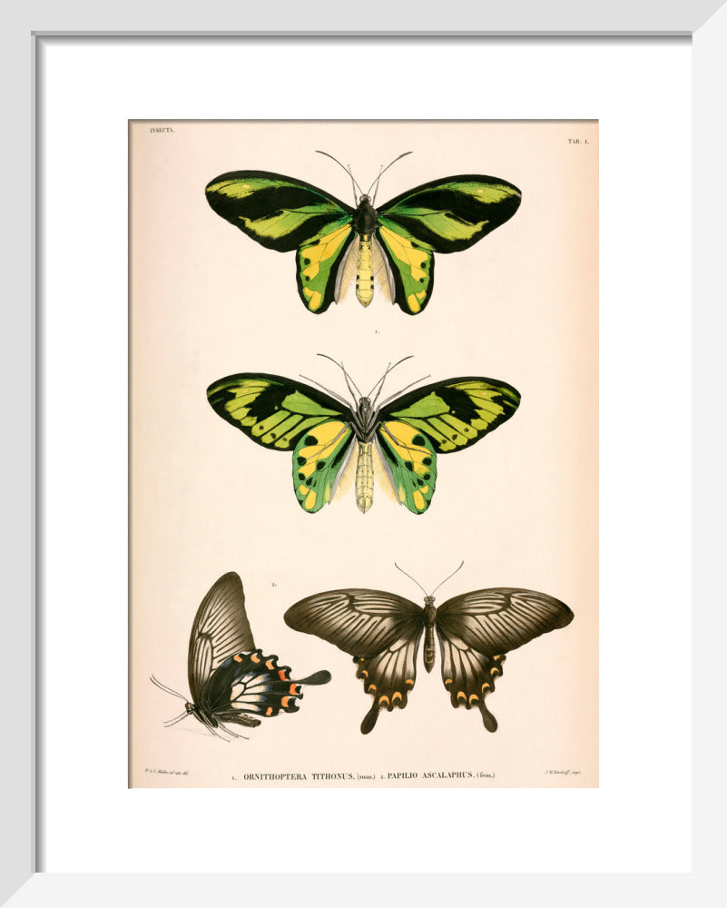 Butterflies, Indonesia, 1839-1844. art print extra small white Art Print - Science Museum Shop