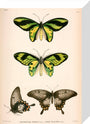 Butterflies, Indonesia, 1839-1844. stretched canvas small none Art Print - Science Museum Shop