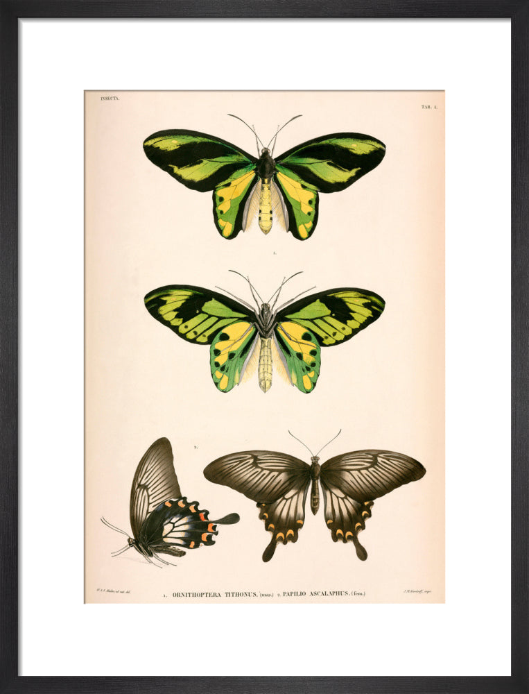 Butterflies, Indonesia, 1839-1844. art print medium black Art Print - Science Museum Shop