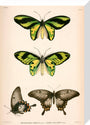 Butterflies, Indonesia, 1839-1844. stretched canvas medium none Art Print - Science Museum Shop