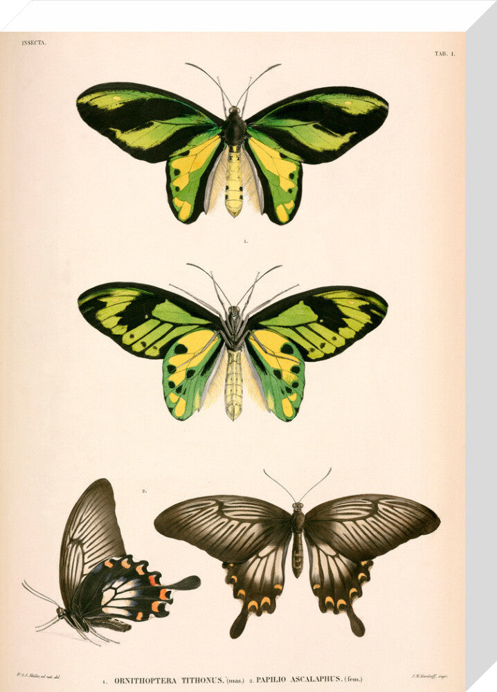 Butterflies, Indonesia, 1839-1844. stretched canvas medium none Art Print - Science Museum Shop