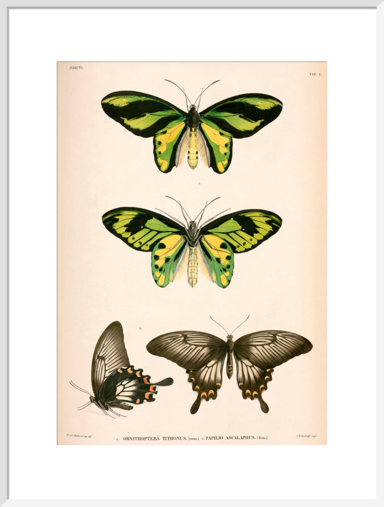 Butterflies, Indonesia, 1839-1844. art print extra large white Art Print - Science Museum Shop