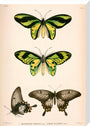 Butterflies, Indonesia, 1839-1844. stretched canvas large none Art Print - Science Museum Shop