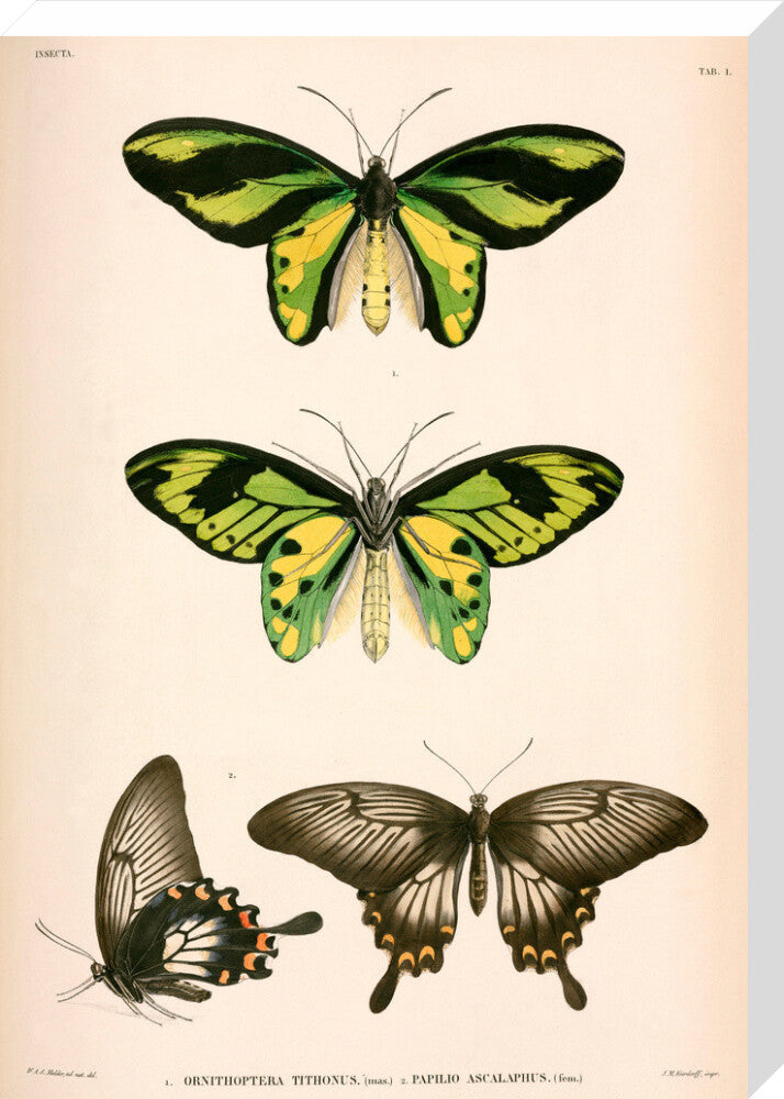Butterflies, Indonesia, 1839-1844. stretched canvas large none Art Print - Science Museum Shop