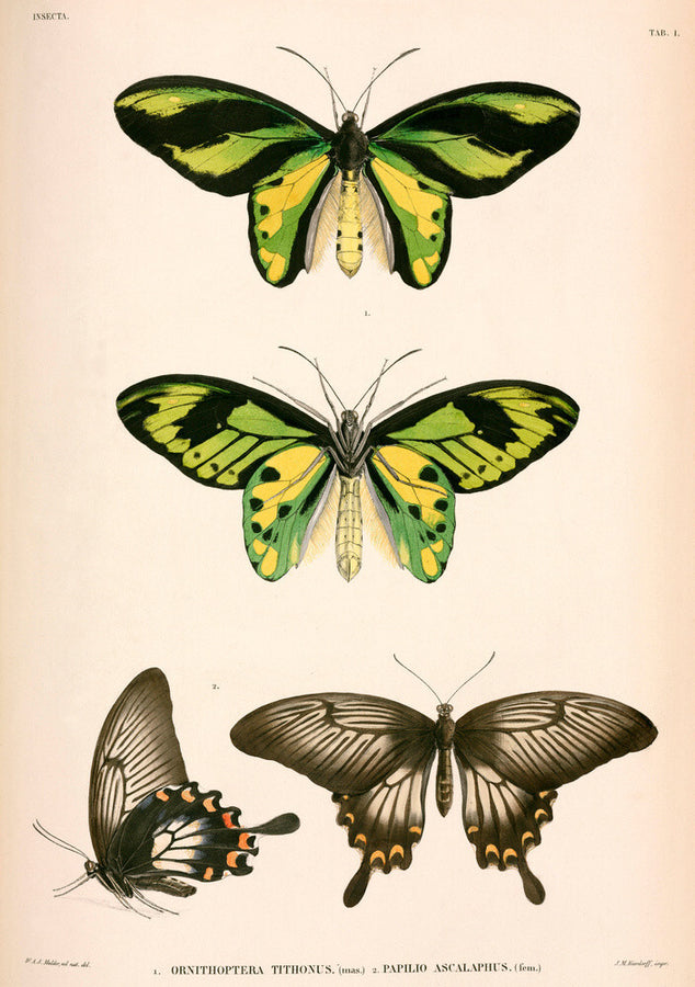 Butterflies, Indonesia, 1839-1844. Art Print - Science Museum Shop