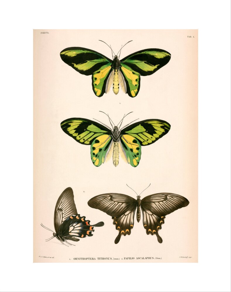 Butterflies, Indonesia, 1839-1844. art print extra small none Art Print - Science Museum Shop