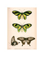 Butterflies, Indonesia, 1839-1844. unstretched canvas small none Art Print - Science Museum Shop