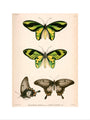 Butterflies, Indonesia, 1839-1844. art print large none Art Print - Science Museum Shop