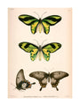 Butterflies, Indonesia, 1839-1844. unstretched canvas large none Art Print - Science Museum Shop