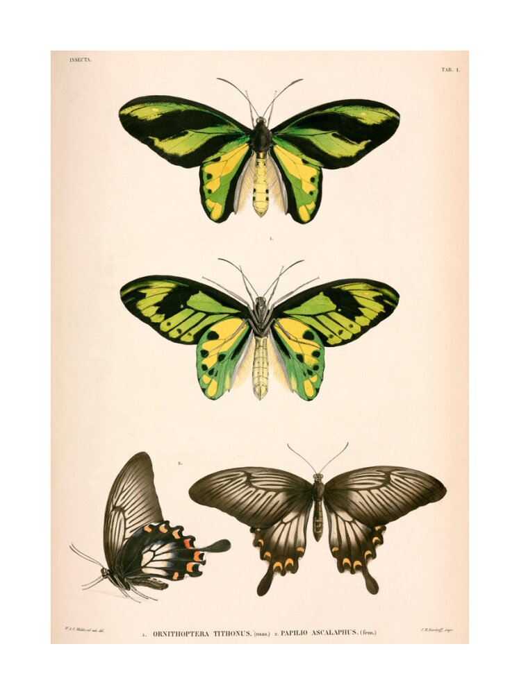 Butterflies, Indonesia, 1839-1844. unstretched canvas large none Art Print - Science Museum Shop