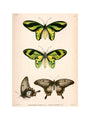 Butterflies, Indonesia, 1839-1844. art print extra large none Art Print - Science Museum Shop