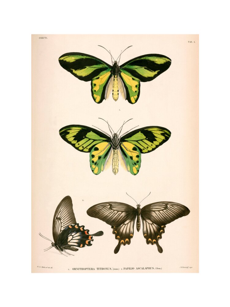 Butterflies, Indonesia, 1839-1844. art print extra large none Art Print - Science Museum Shop