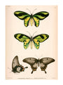 Butterflies, Indonesia, 1839-1844. unstretched canvas extra large none Art Print - Science Museum Shop