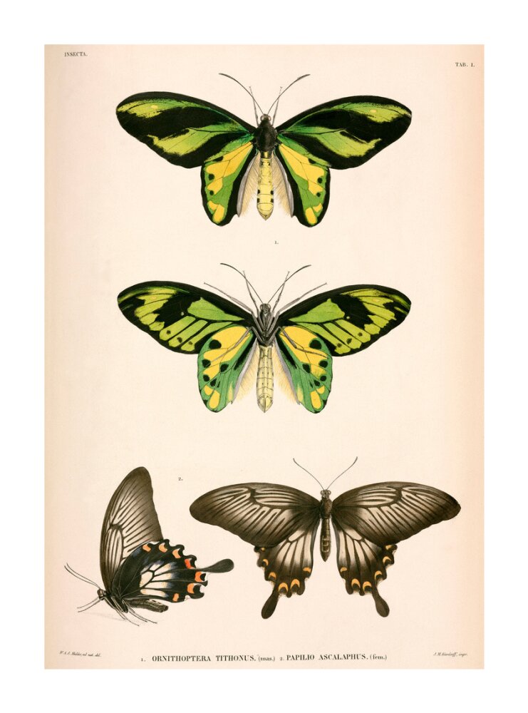 Butterflies, Indonesia, 1839-1844. unstretched canvas extra large none Art Print - Science Museum Shop