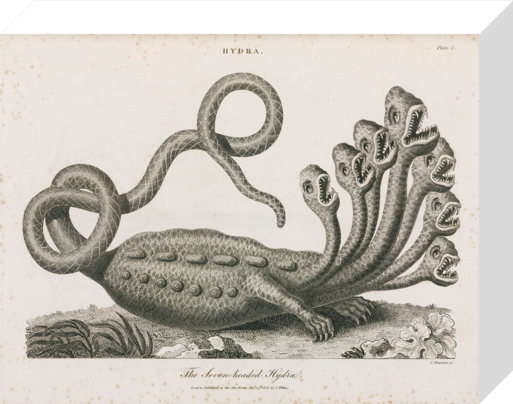 'The Seven-headed Hydra', 1806. stretched canvas small none Art Print - Science Museum Shop