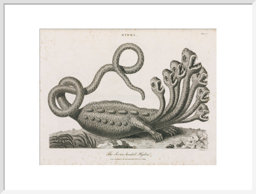 'The Seven-headed Hydra', 1806. art print extra large white Art Print - Science Museum Shop