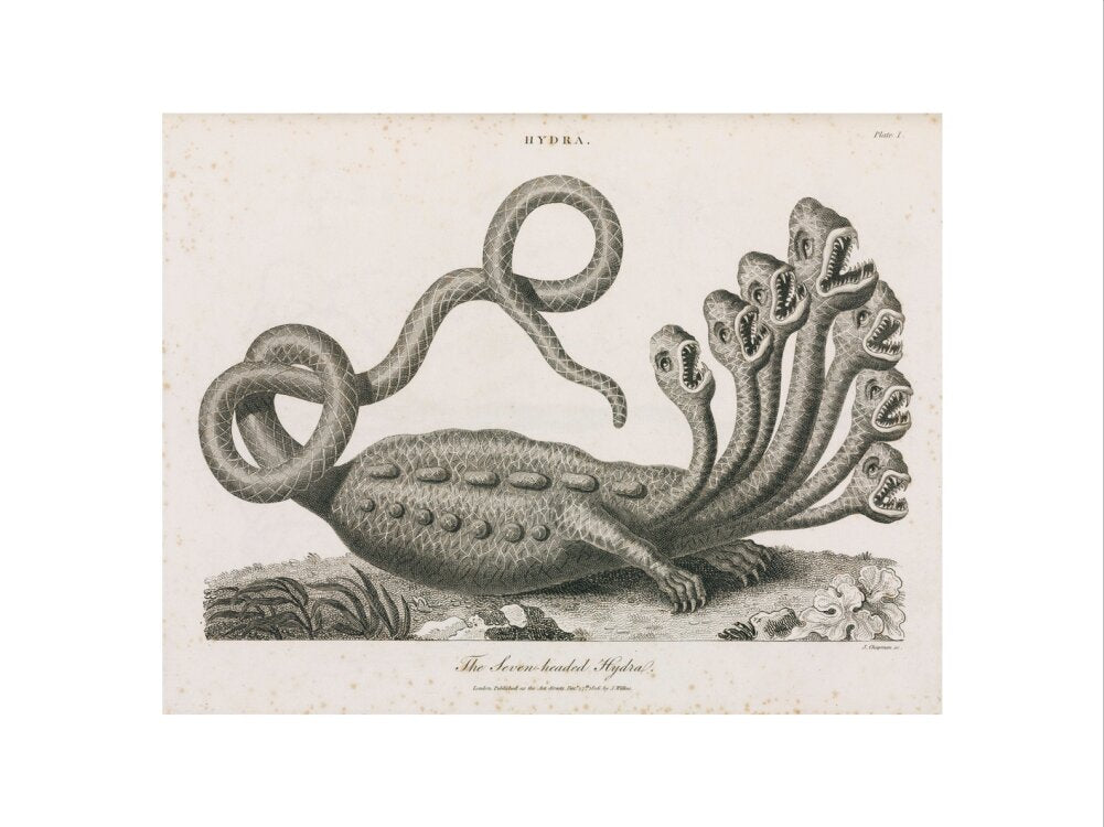 'The Seven-headed Hydra', 1806. art print large none Art Print - Science Museum Shop