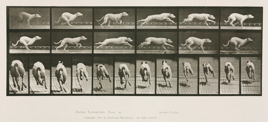 Time-lapse photographs of a greyhound running, 1872-1885. Art Print - Science Museum Shop