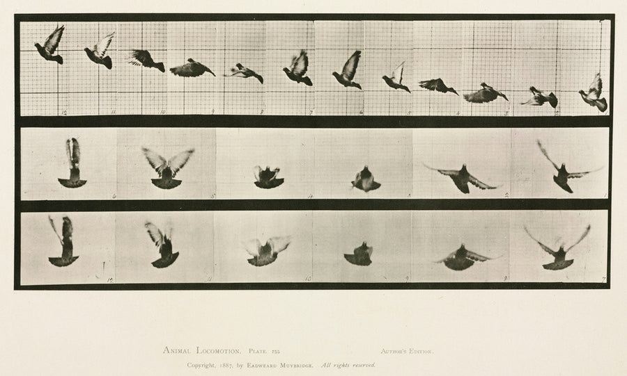 Time-lapse photographs of a pigeon in flight, 1872-1885. Art Print - Science Museum Shop