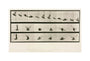 Time-lapse photographs of a pigeon in flight, 1872-1885. unstretched canvas medium none Art Print - Science Museum Shop