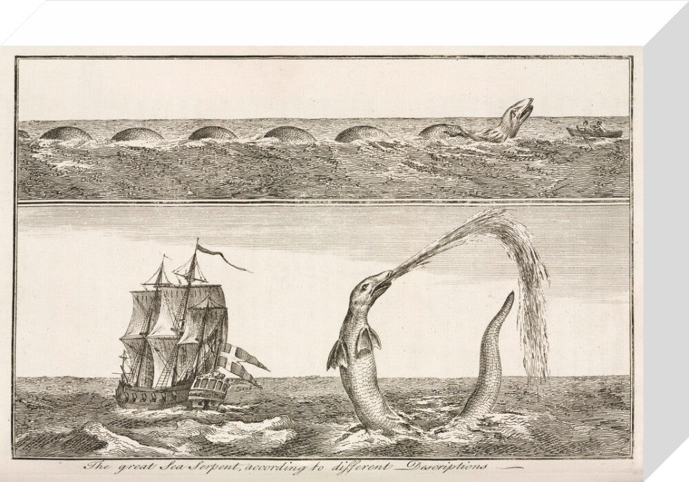 'The great Sea Serpent, according to different Descriptions', 1755. stretched canvas small none Art Print - Science Museum Shop