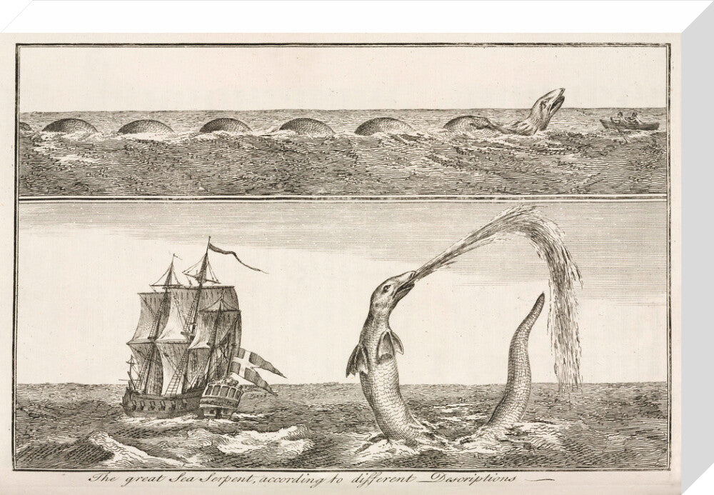 'The great Sea Serpent, according to different Descriptions', 1755. stretched canvas medium none Art Print - Science Museum Shop