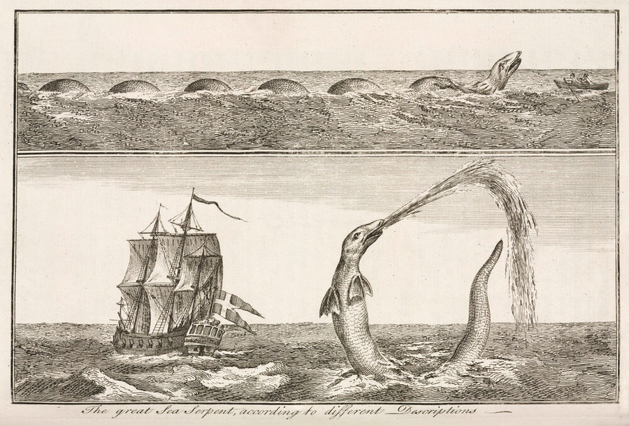 'The great Sea Serpent, according to different Descriptions', 1755. Art Print - Science Museum Shop