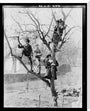 'Children In Tree', 1898. stretched canvas extra large none Art Print - Science Museum Shop