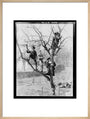 'Children In Tree', 1898. art print large natural Art Print - Science Museum Shop