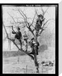 'Children In Tree', 1898. stretched canvas medium none Art Print - Science Museum Shop