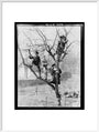 'Children In Tree', 1898. art print extra large white Art Print - Science Museum Shop