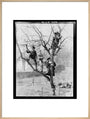 'Children In Tree', 1898. art print extra large natural Art Print - Science Museum Shop