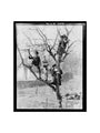 'Children In Tree', 1898. art print small none Art Print - Science Museum Shop