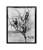 'Children In Tree', 1898. unstretched canvas small none Art Print - Science Museum Shop