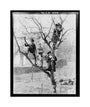 'Children In Tree', 1898. unstretched canvas medium none Art Print - Science Museum Shop