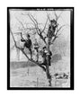 'Children In Tree', 1898. unstretched canvas large none Art Print - Science Museum Shop