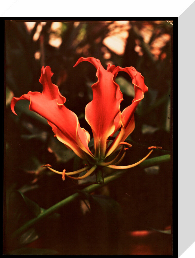 Orchid, c 1940. stretched canvas small none Art Print - Science Museum Shop