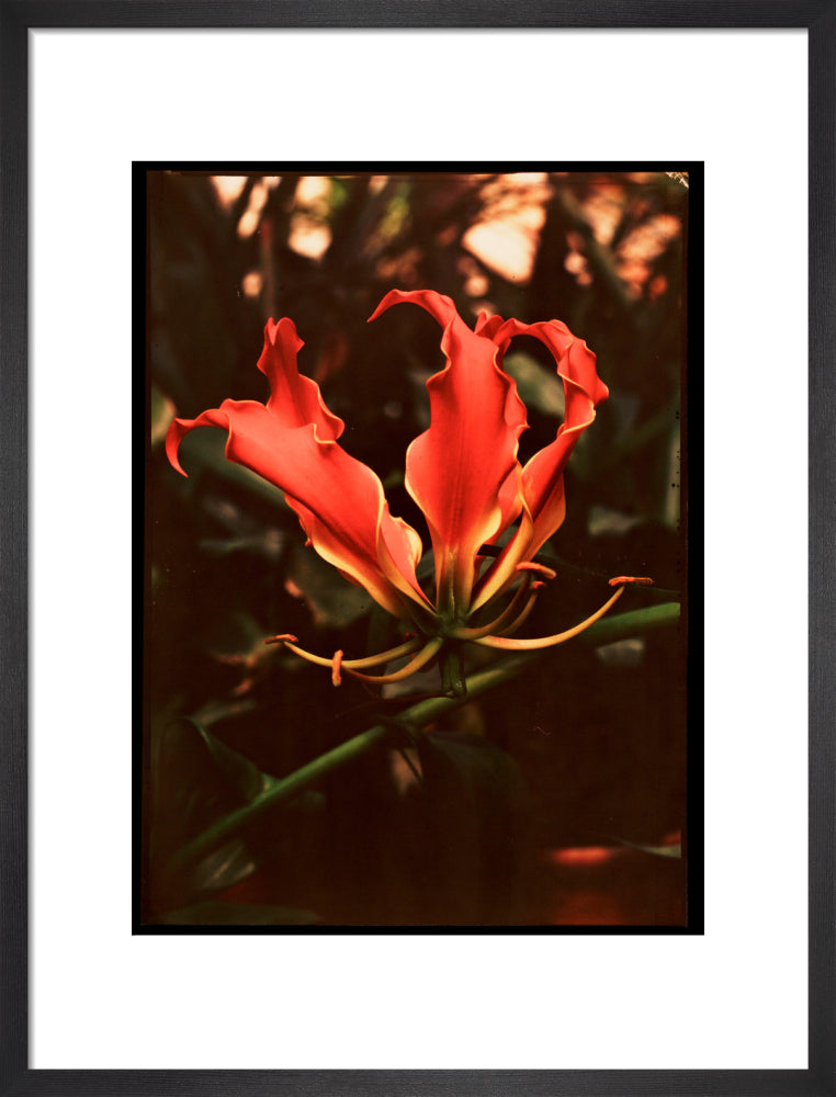 Orchid, c 1940. art print medium black Art Print - Science Museum Shop