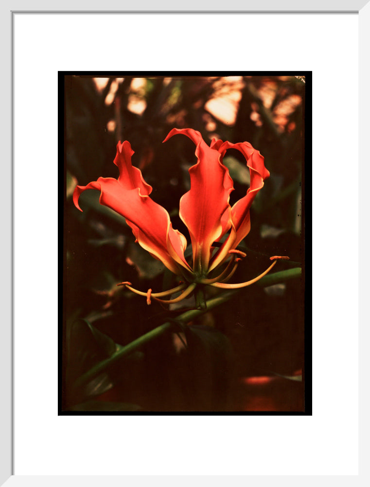 Orchid, c 1940. art print medium white Art Print - Science Museum Shop