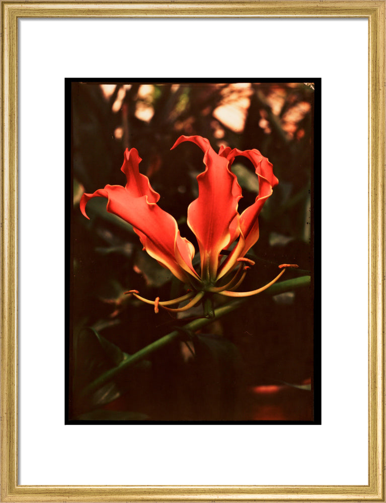 Orchid, c 1940. art print medium gold Art Print - Science Museum Shop