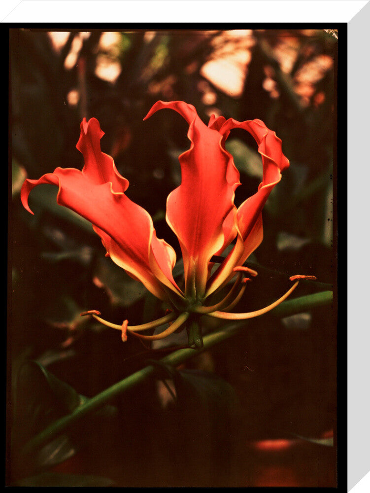 Orchid, c 1940. stretched canvas medium none Art Print - Science Museum Shop