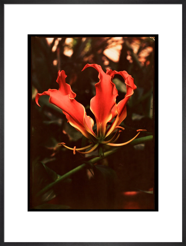 Orchid, c 1940. art print extra large black Art Print - Science Museum Shop