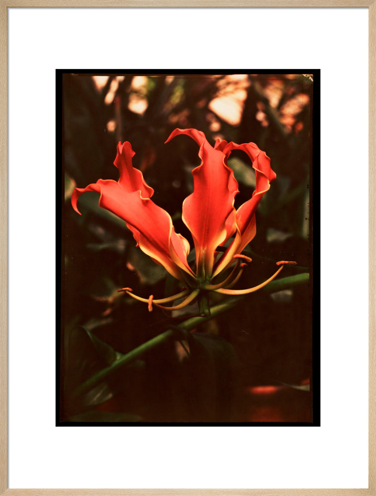 Orchid, c 1940. art print extra large natural Art Print - Science Museum Shop