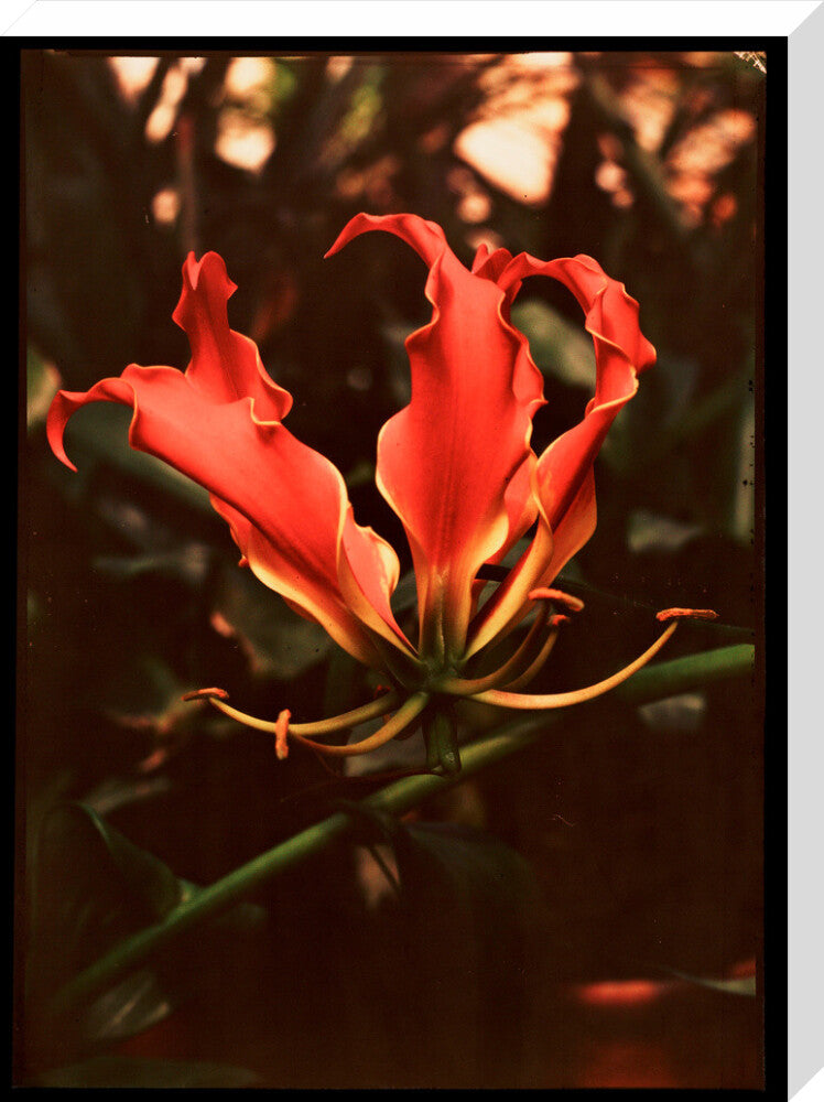 Orchid, c 1940. stretched canvas large none Art Print - Science Museum Shop