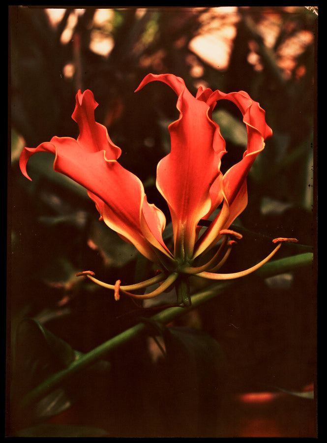 Orchid, c 1940. Art Print - Science Museum Shop